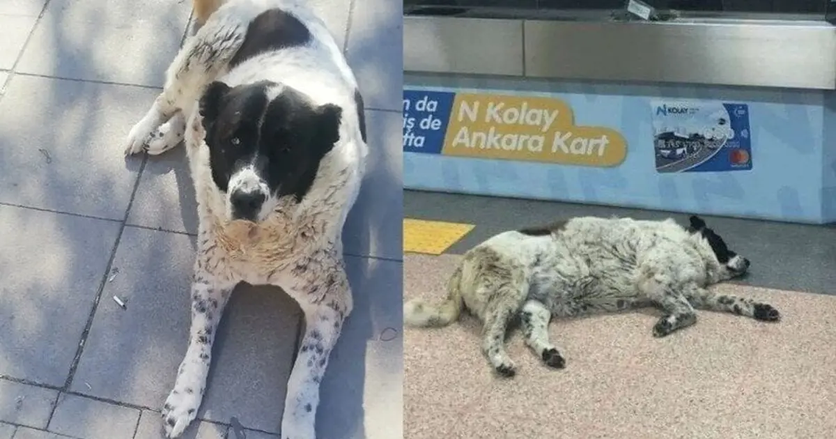 "Matmazel"i döverek katledenler işten atıldı